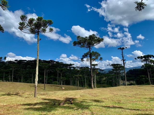 Chácara em Urubici/ terreno em Urubici/ Urubici - Foto 12