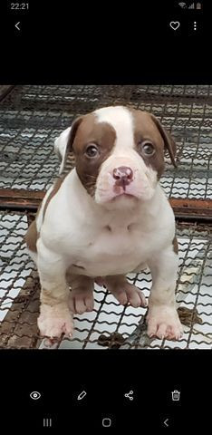 Bulldog americano - Foto 2