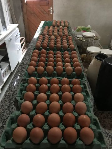 Ovos caipira; Granja Caipira Maria Bonita - Foto 4
