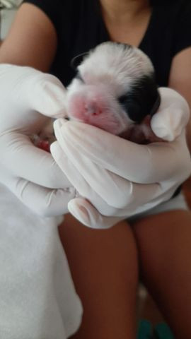 Filhote shiguela tzu