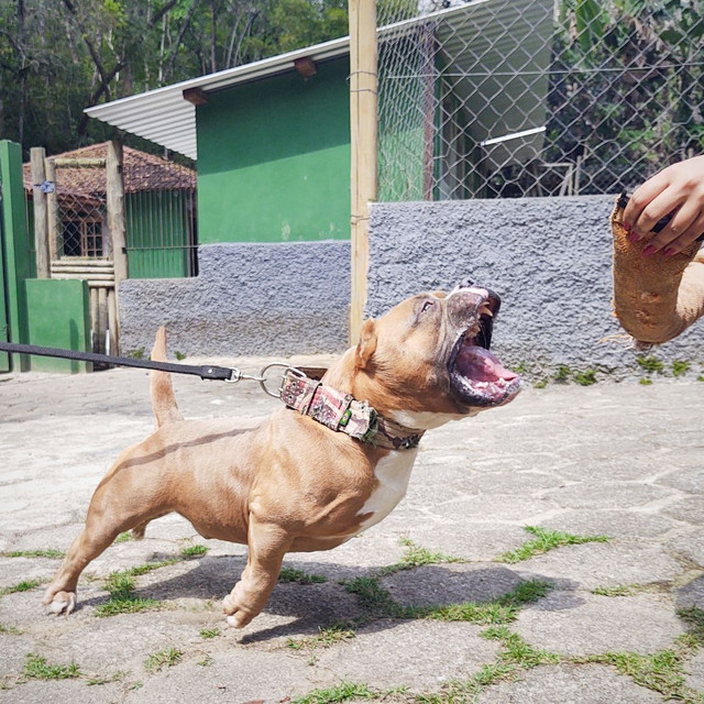American Bully Pocket Extreme Cobertura - Foto 2