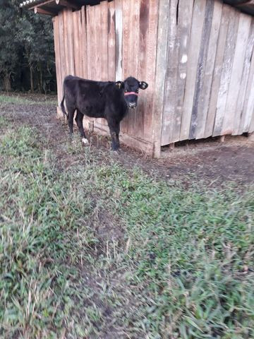 Terneira angus