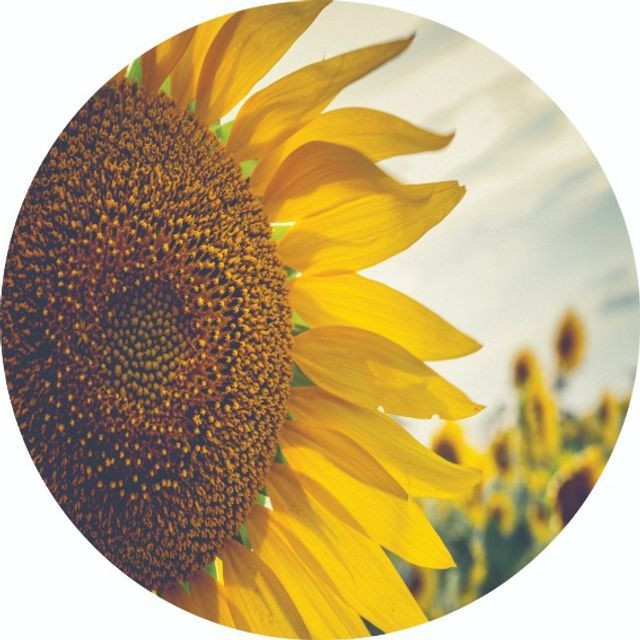 Adesivos decorativos - Foto 2