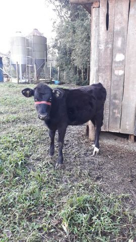 Terneira angus - Foto 3