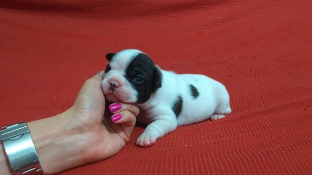 Com Um kit Especial de Presente Bulldog Frances Filhotes