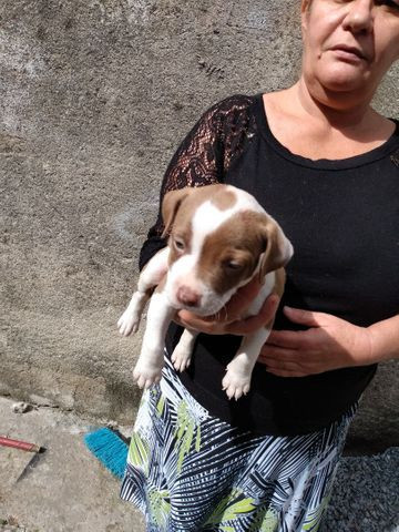 Lindos filhotes de Pit Bull 550 - Foto 4