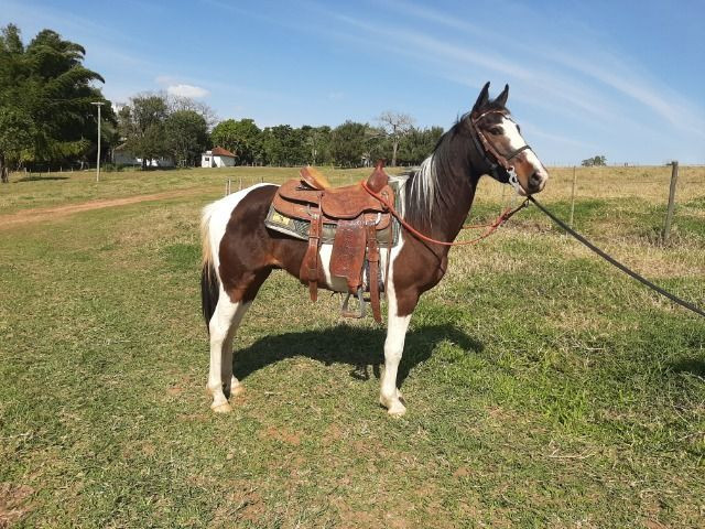 Cavalo pampa - Foto 5