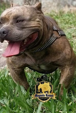 American bully micro