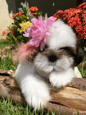 Microchipados Atestado de Saúde e Pedigree grátis Shih Tzu - Foto 2