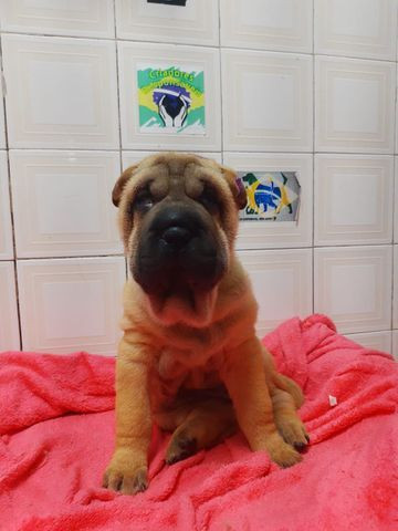 Oportunidade com Seguranca Sharpei Babys - Foto 2
