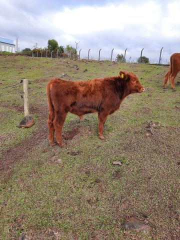 Tourinho Red Angus