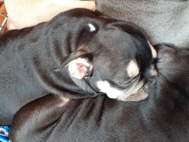 American Bully - Foto 5