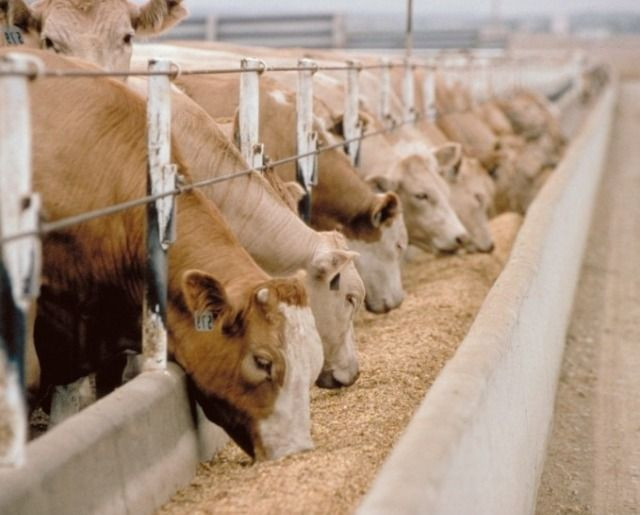 Oportunidade de Negocio - Fabrica de ração Bovina, Lucro Garantido - Foto 4