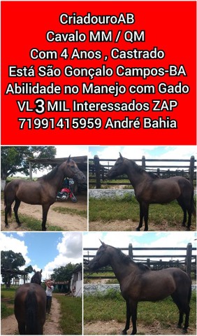 CriadouroAB Dispõe de Cavalos de Várias Raças