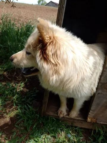 Filhotes de chow chow  - Foto 5
