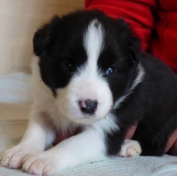 Border Collie filhotes disponíveis.