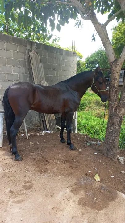 Cavalo Mangalarga - Foto 2