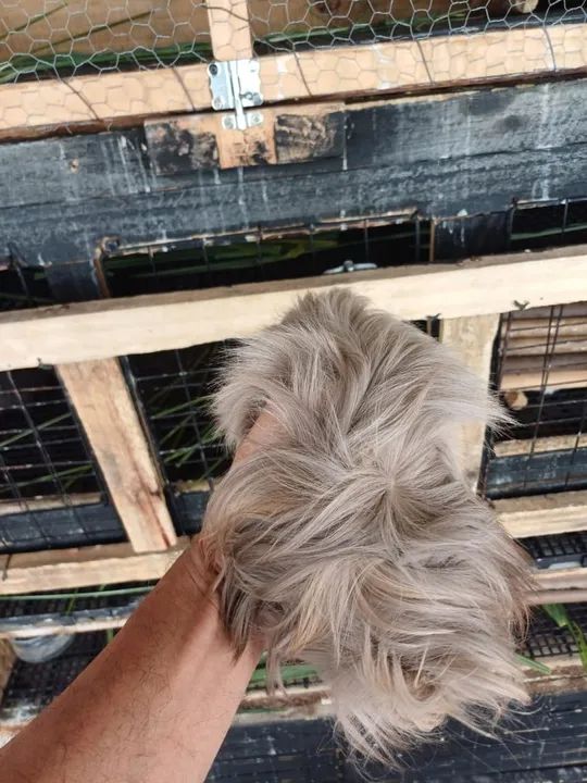 Porquinho da Índia fêmea  - Foto 5