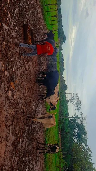  vende-se duas vacas formação Chama no WhatsApp - Foto 2