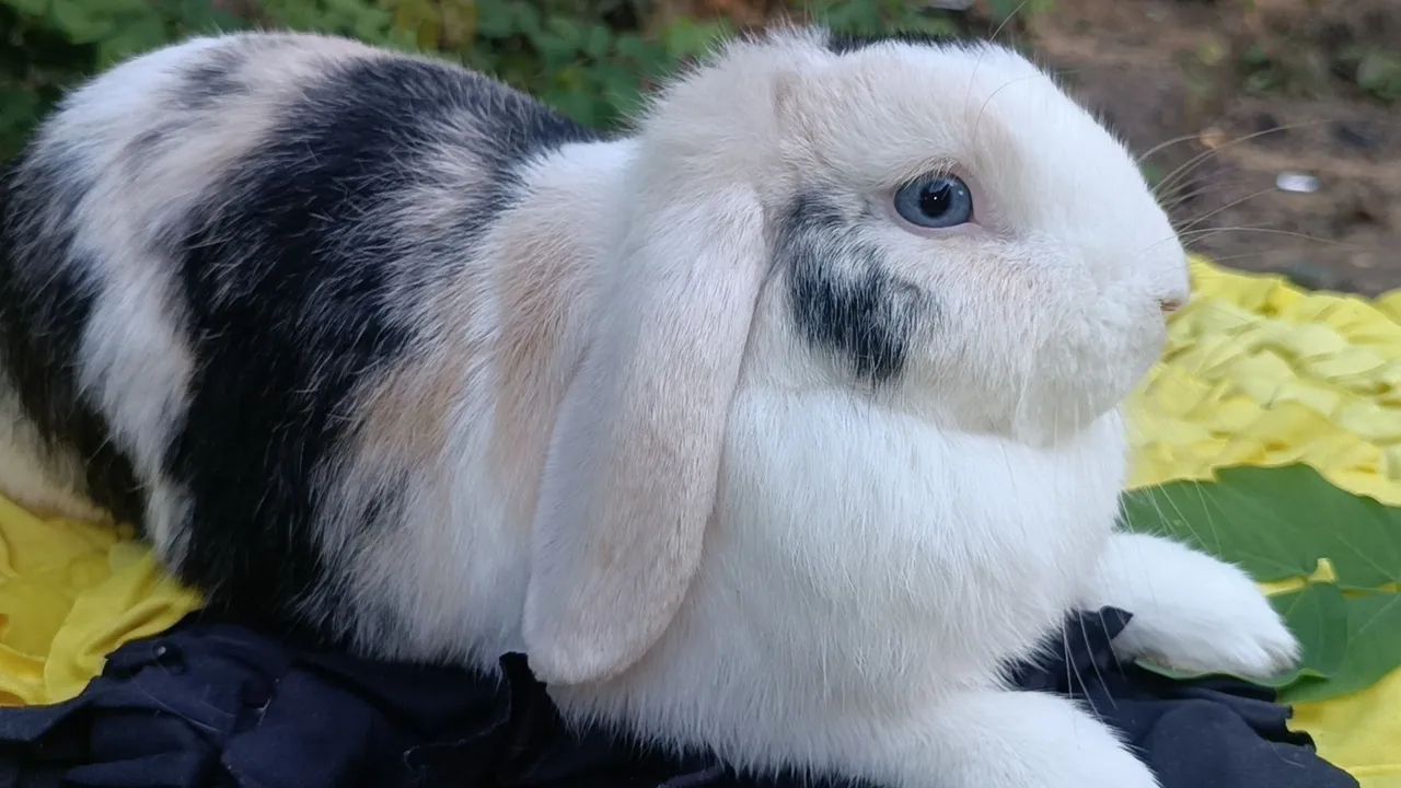 Coelho Mini lop Uruguaio  - Foto 3