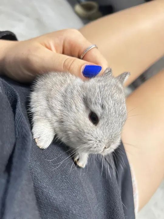 Vendo Filhotes de Coelho raça netherland - Foto 2