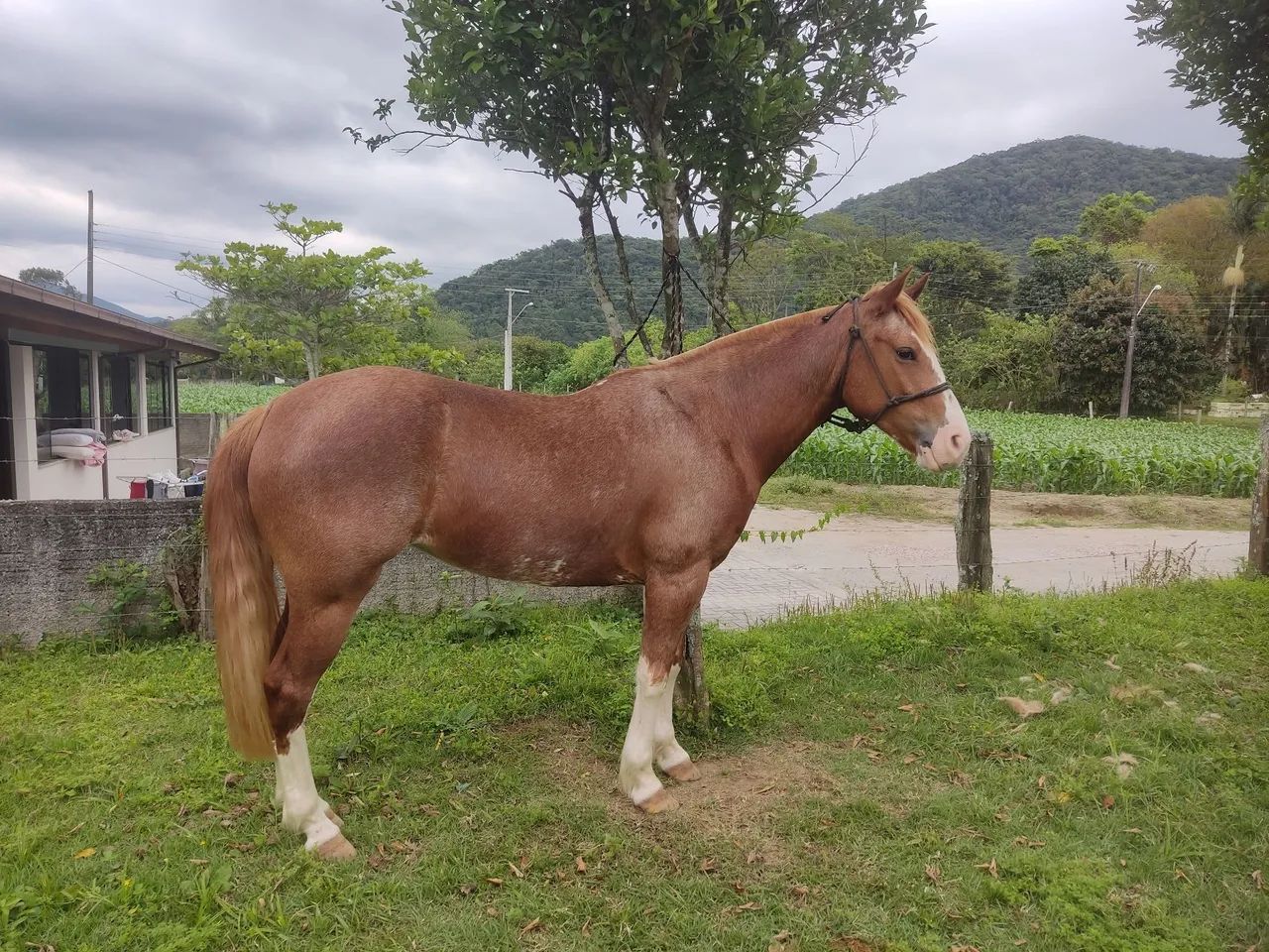 Crioula sem PAPEL  - Foto 5