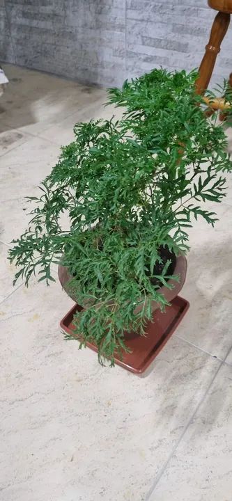 Planta em vaso( Árvore da Felicidade)!!! - Foto 4