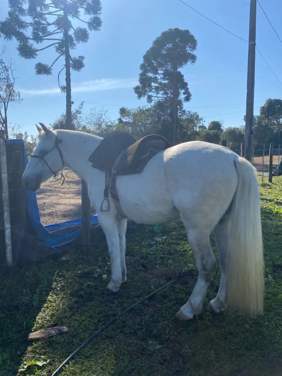 Cavalo com sela à venda - Foto 4
