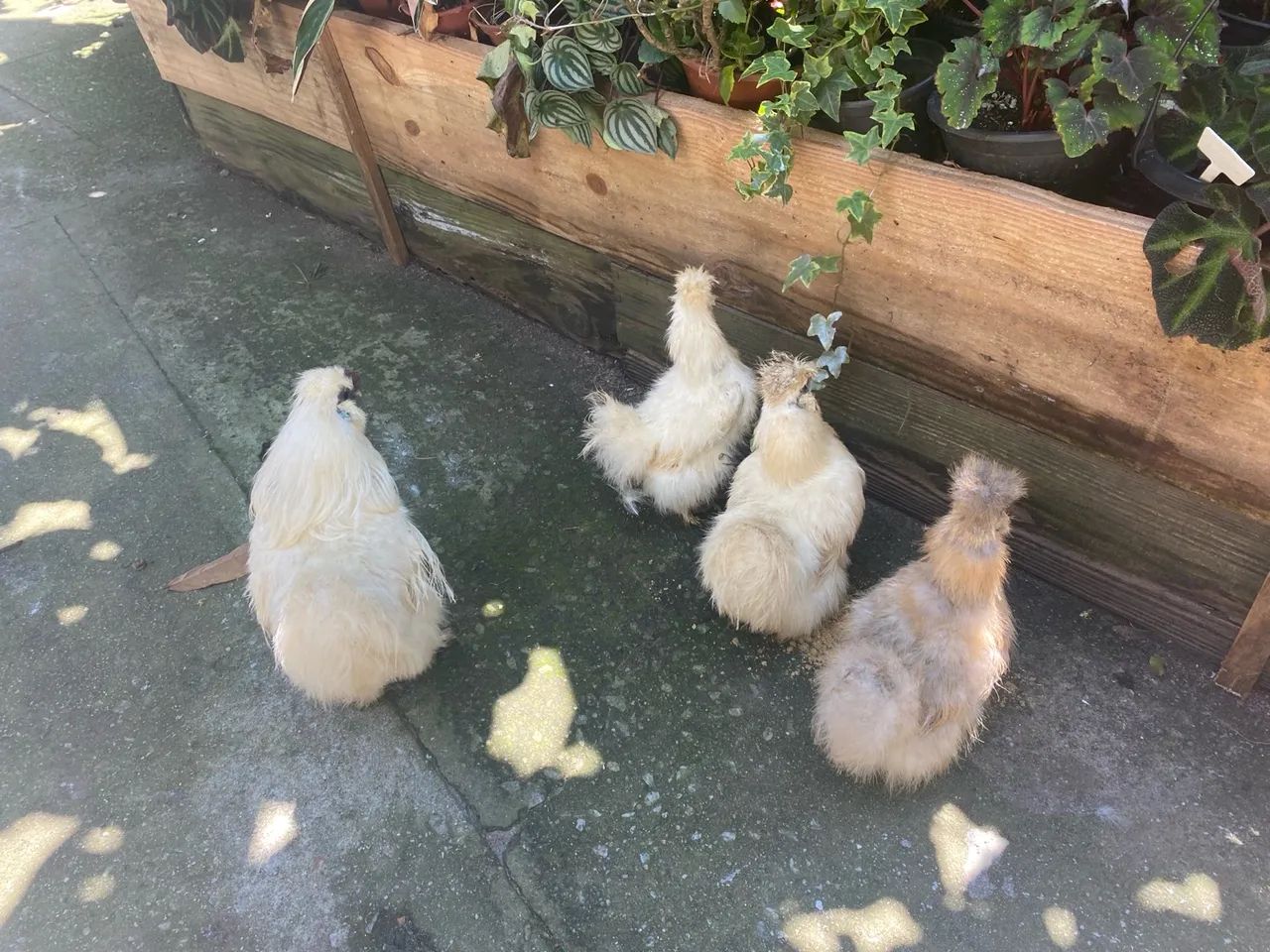 Galo e galinha, casal pavão para venda  - Foto 6
