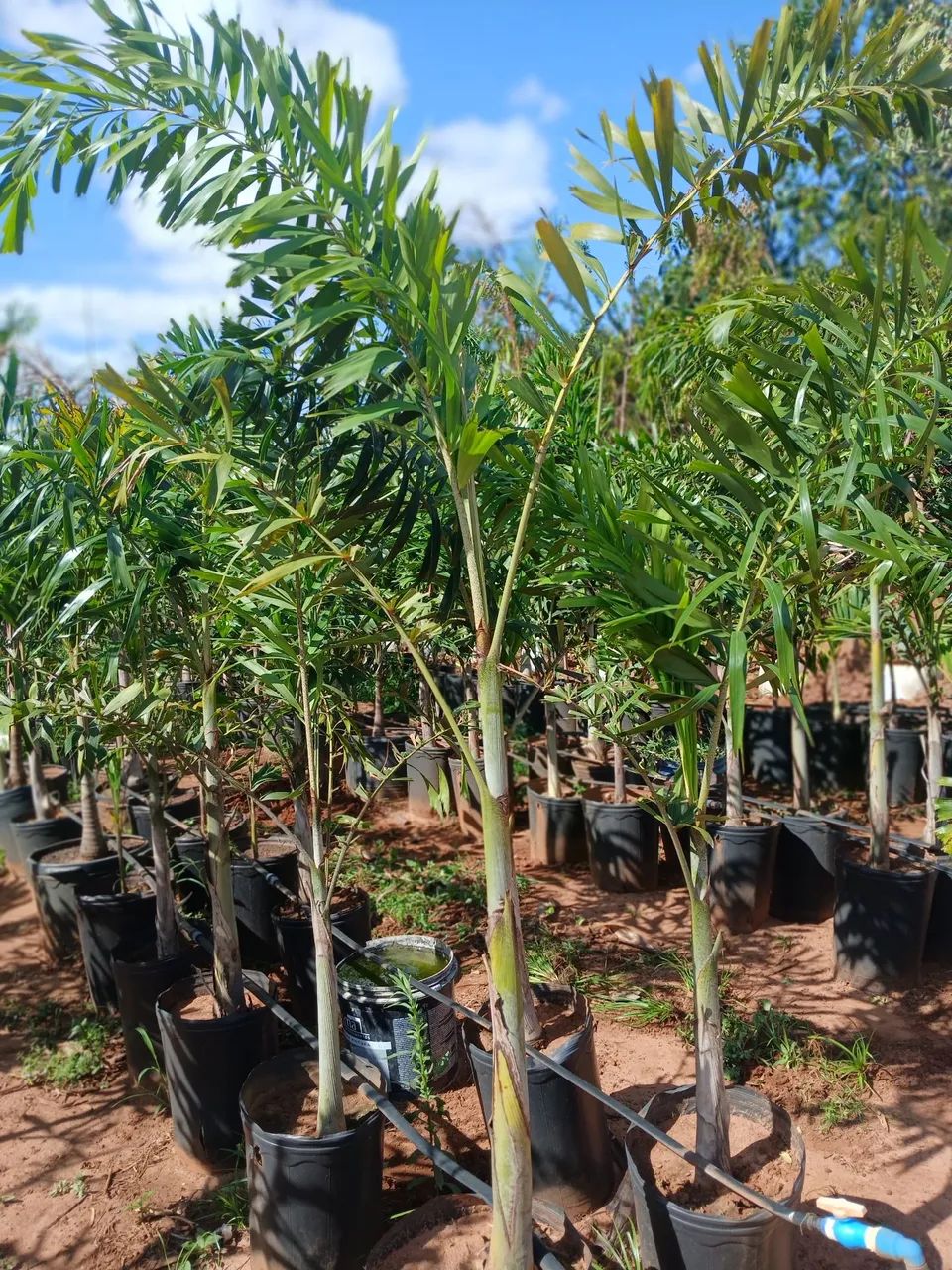 Palmeira rabo de raposa 1.5 de altura  - Foto 2