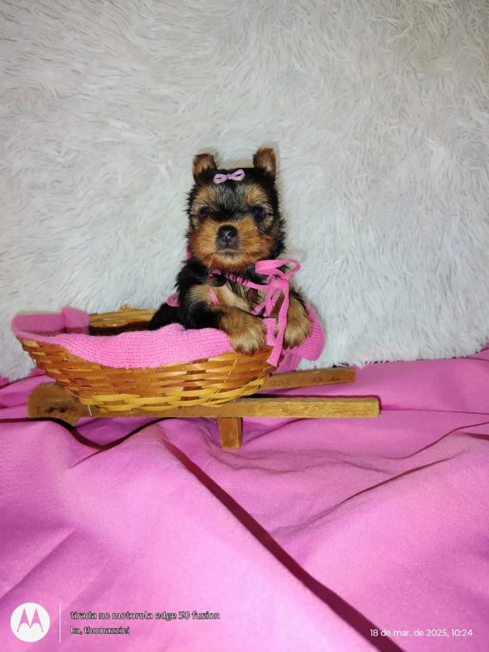 Yorkshire Terrier Fêmea