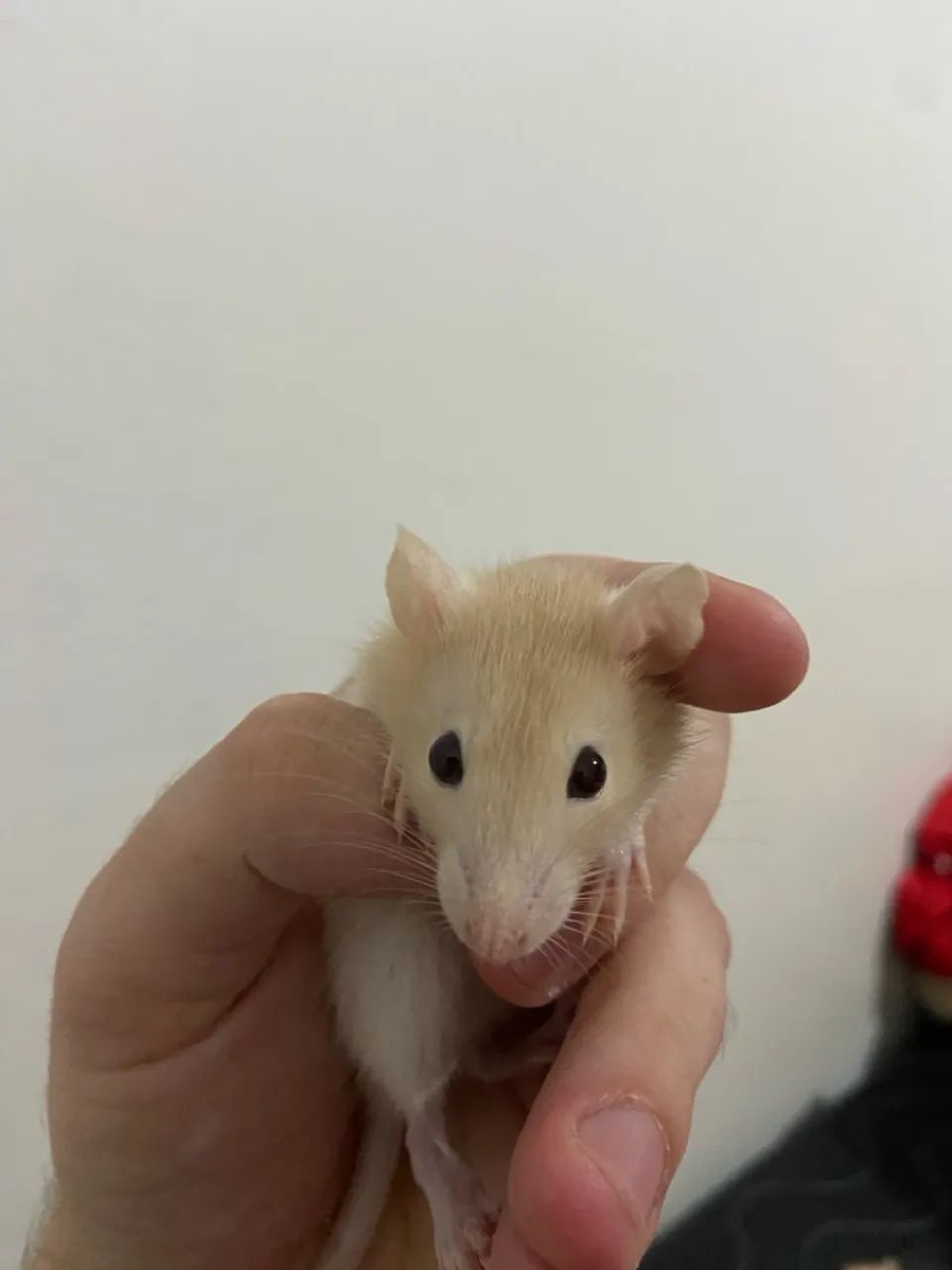 Vendo Ratinhos Filhotes (Raça Twister Standard) - 1 mês e 4 dias - R$50,00 cada - Foto 6