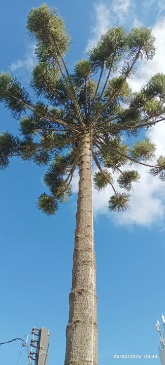 Cortês e podas de árvores