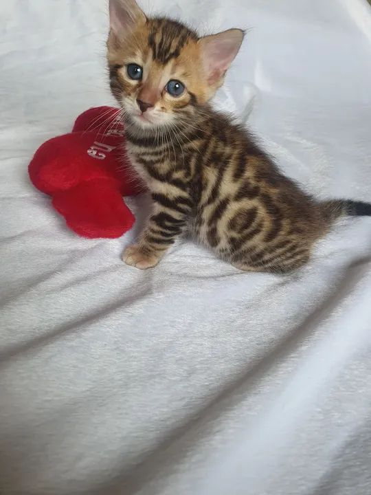 Gatinho Bengal puro com pedigree - Foto 2