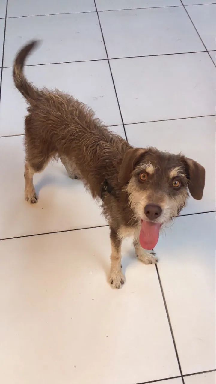 Cachorro carinhoso para adoção