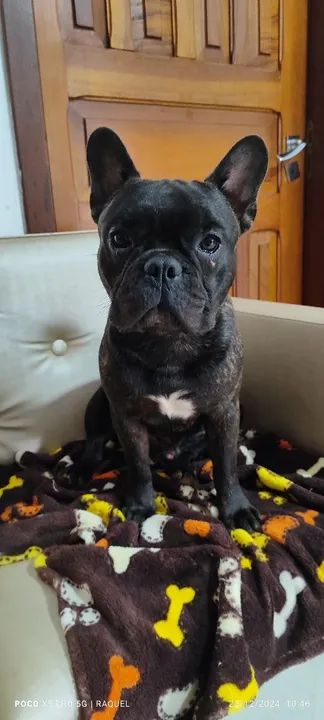 Bulldog machinhos com pedigree  - Foto 6