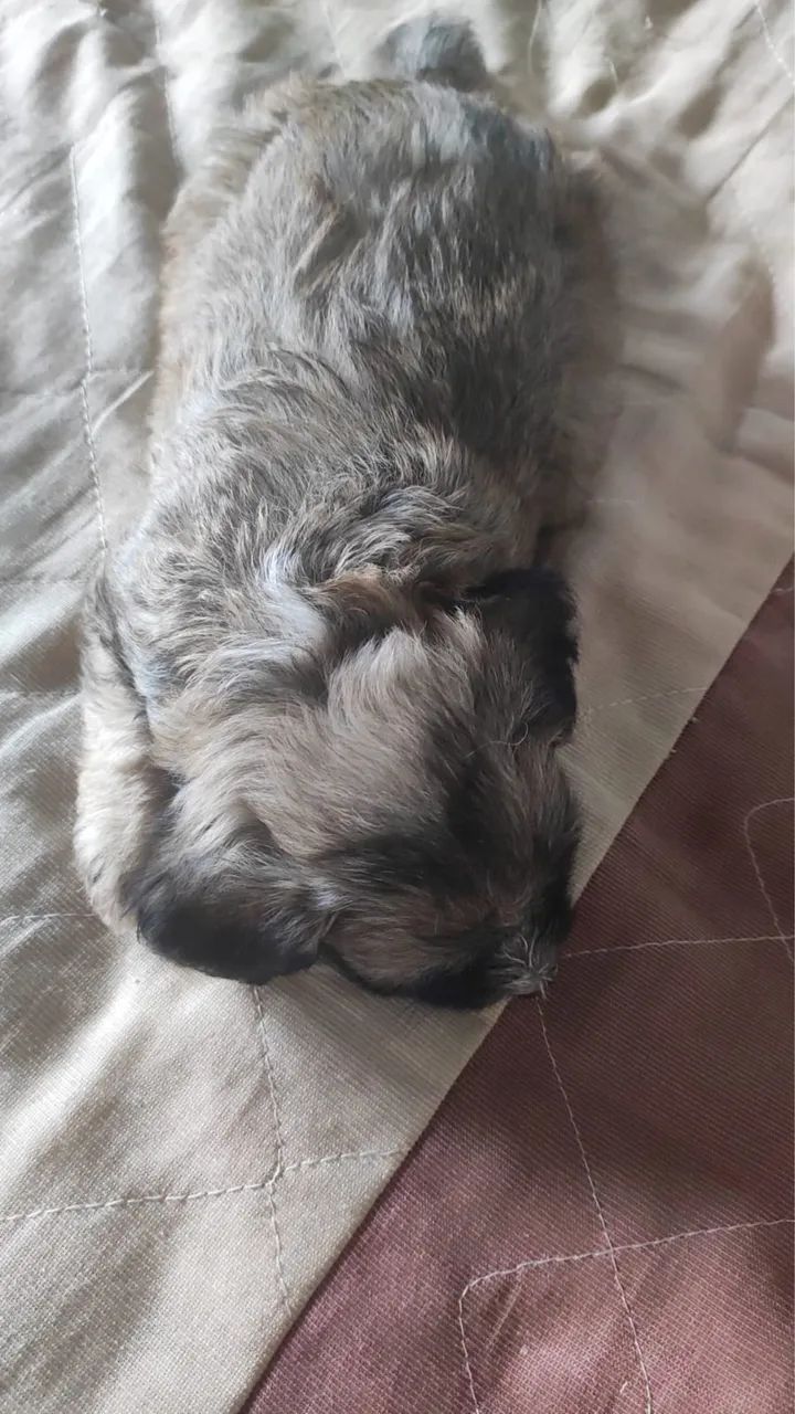 Shih tzu filhote  - Foto 4