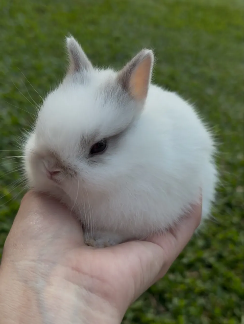 Mini coelhos