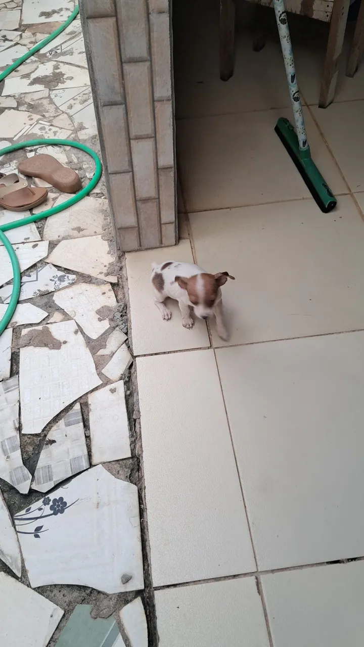 Filhote de Chihuahua