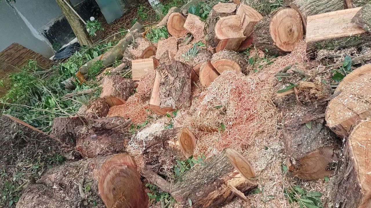 Cortês e podas de árvores  - Foto 3