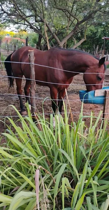 Cavalo de vaquejada de direita  - Foto 3
