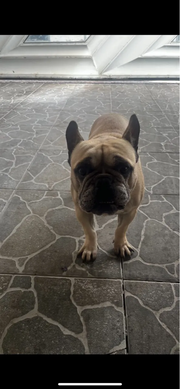 Venda de Bulldog Francês