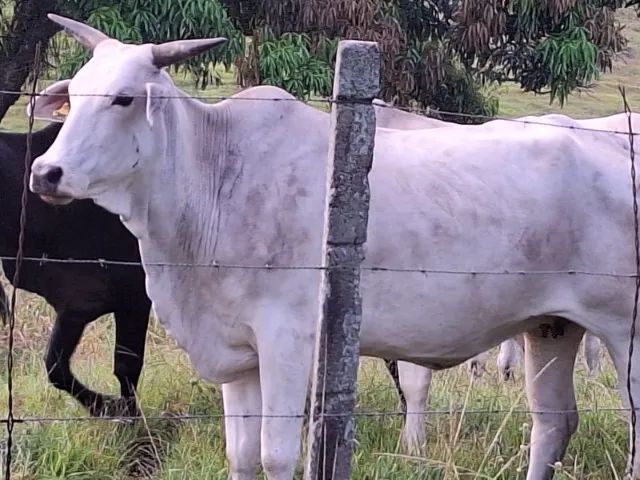 Vendo 65 vacas novas  nelore/ tabapuan ótima genética para criar bezerros média de 14,5@ - Foto 3