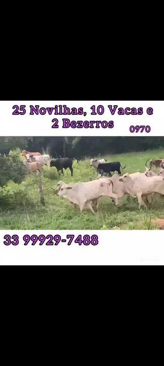 25 Novilhas, 10 vacas e 3 bezerros 