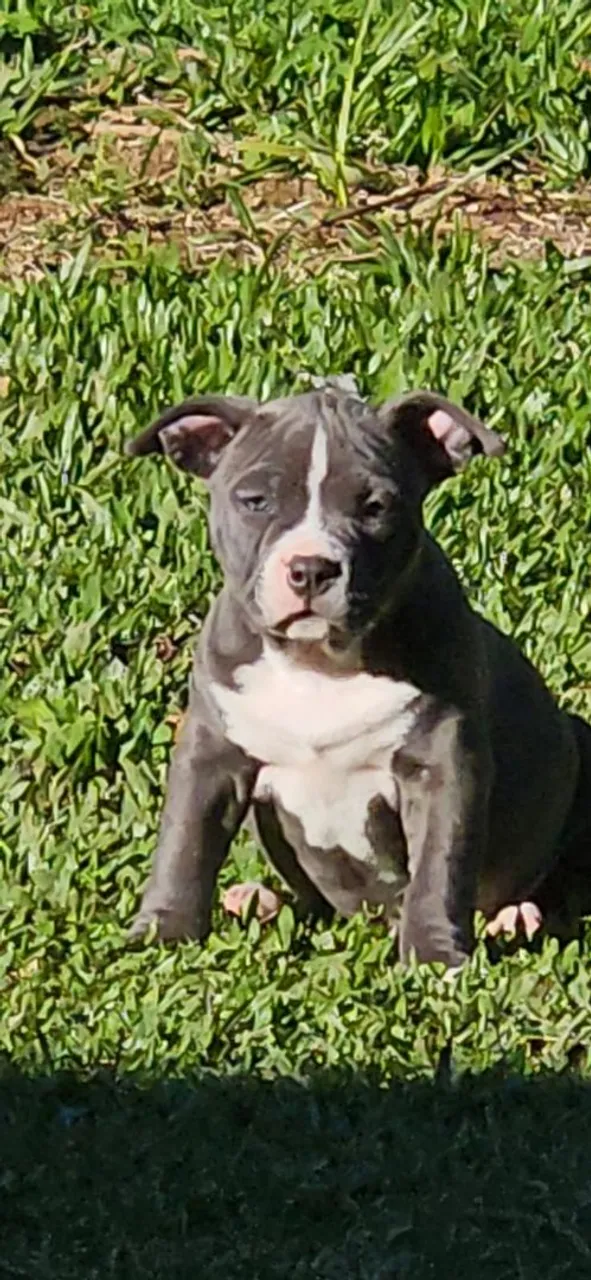 Filhote pitt bully