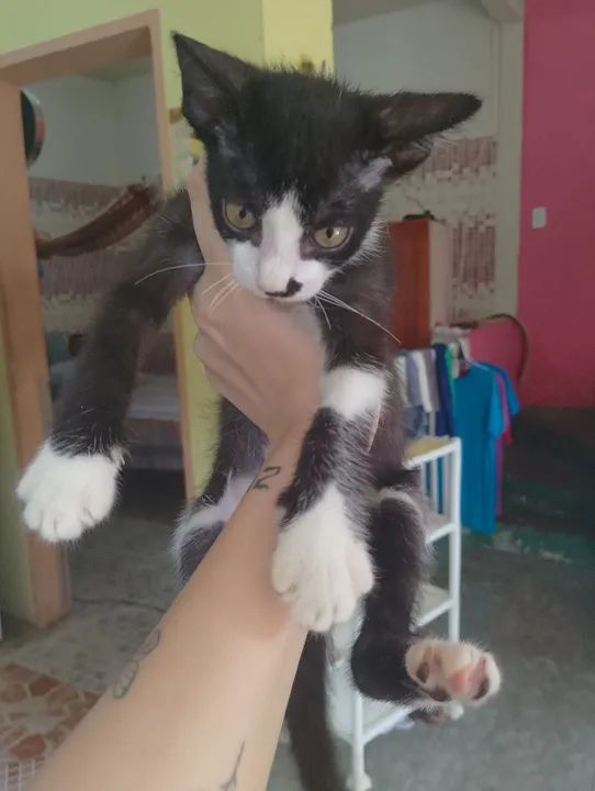 Doação de gatinha filhote - Foto 4