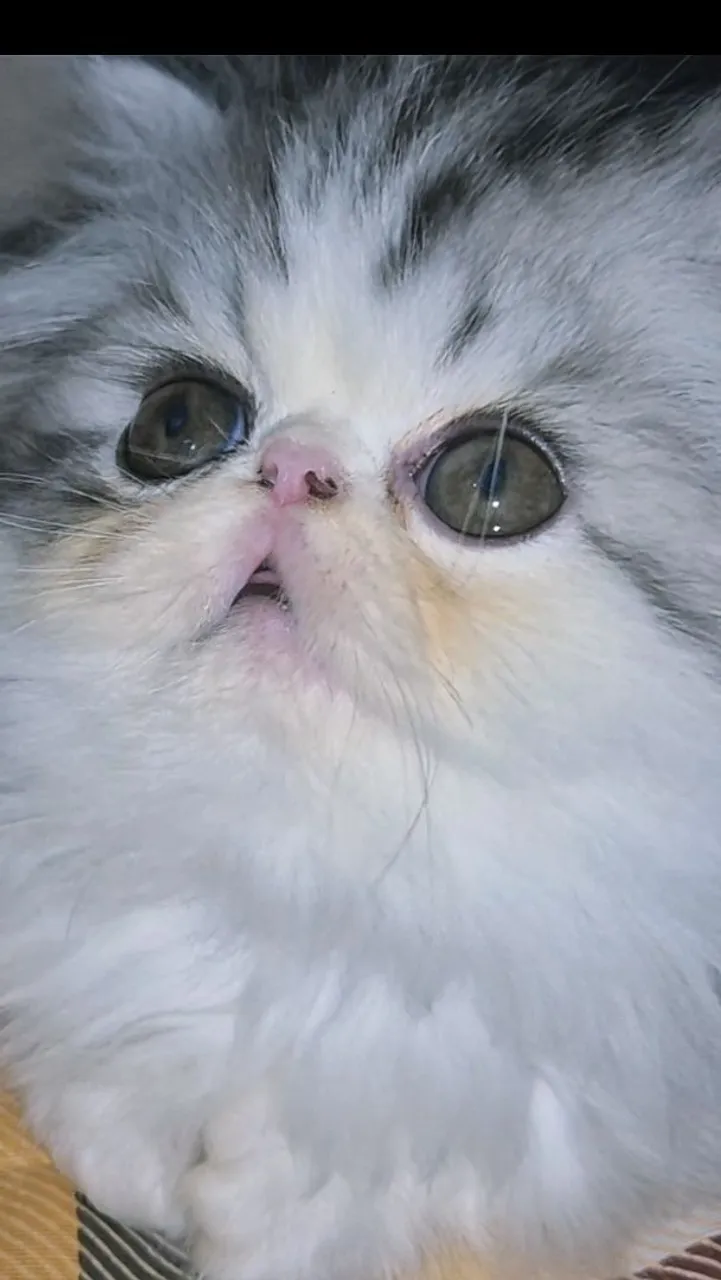 Filhotes de Gato Persa 