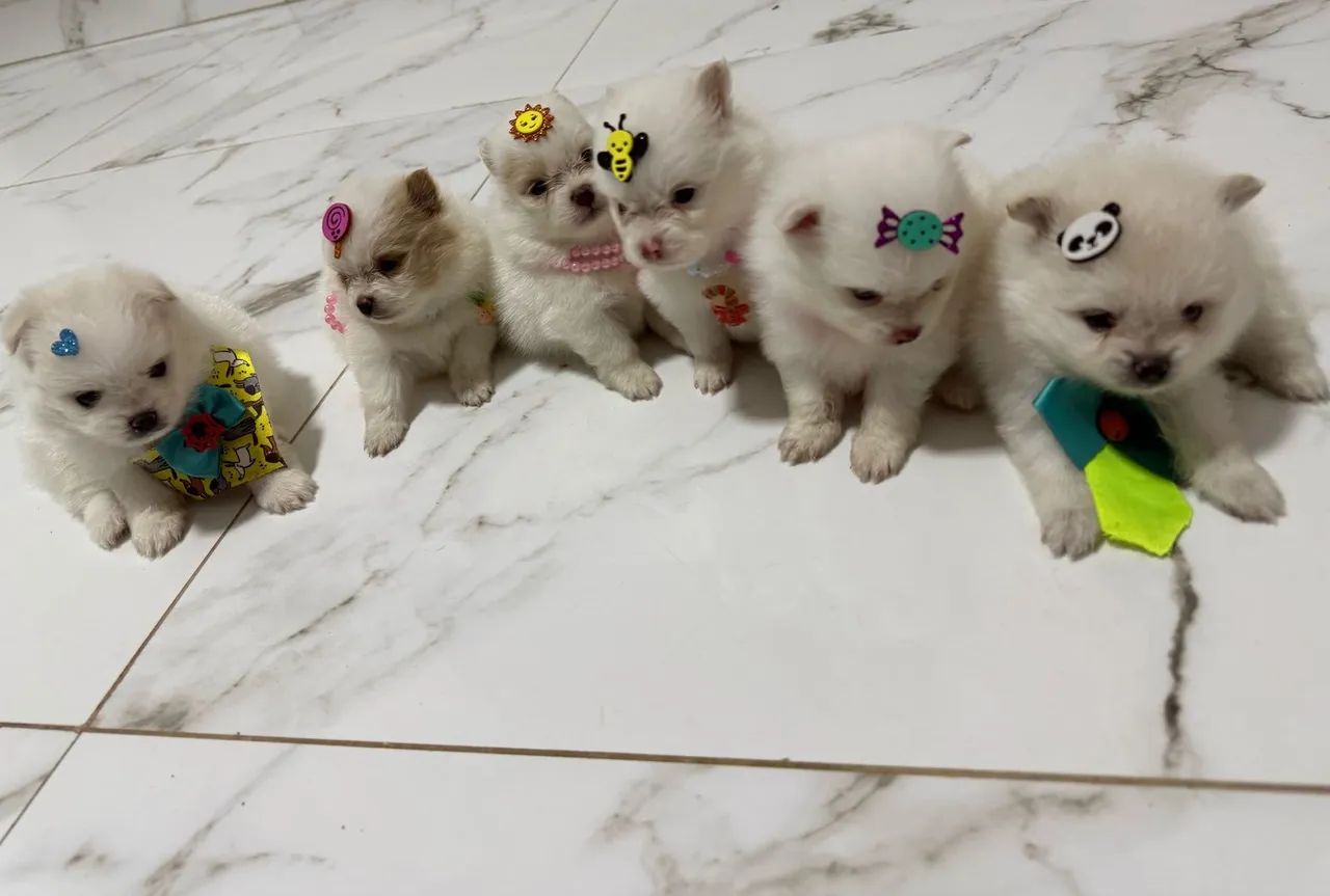 Lulu da Pomerania fêmea  - Foto 3