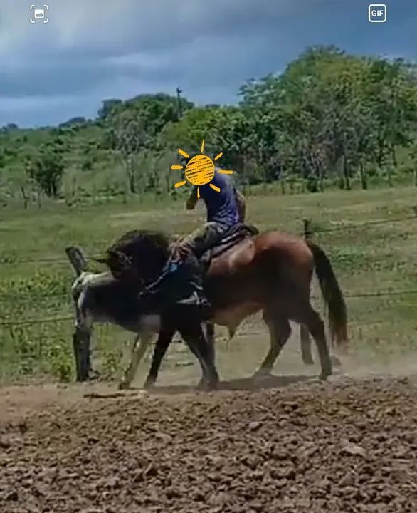 Potro mestiço de QM