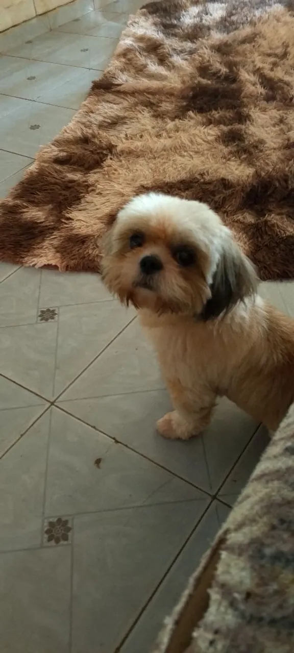 Shih Tzu